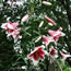 Lilium Garden Pleasure